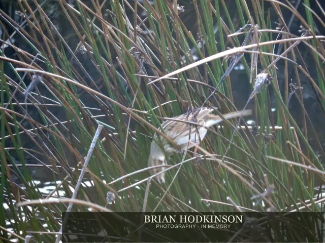 Photograph from Birds of 2014
