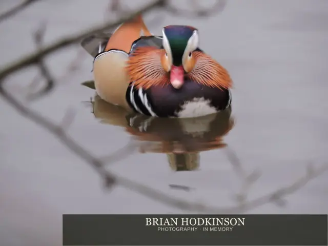 Photograph from Birds of 2014