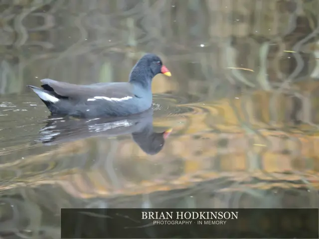 Photograph from Birds of 2014