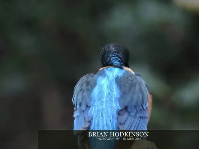 Photograph from Birds of 2014