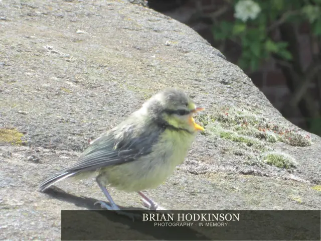 Photograph from Birds of 2014