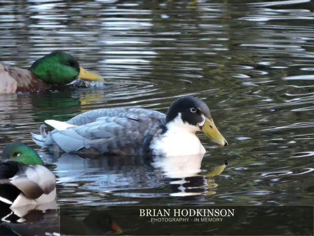 Photograph from Birds of 2014