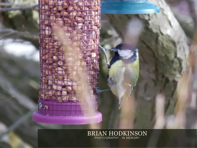 Photograph from Birds of 2014