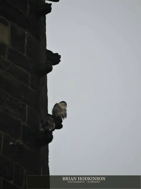 Photograph from Birds of 2014