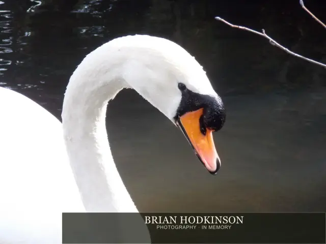 Photograph from Birds of 2014