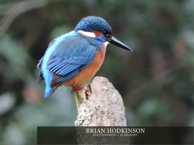 Photograph from Birds of 2014