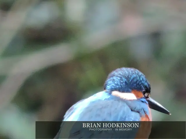 Photograph from Birds of 2014
