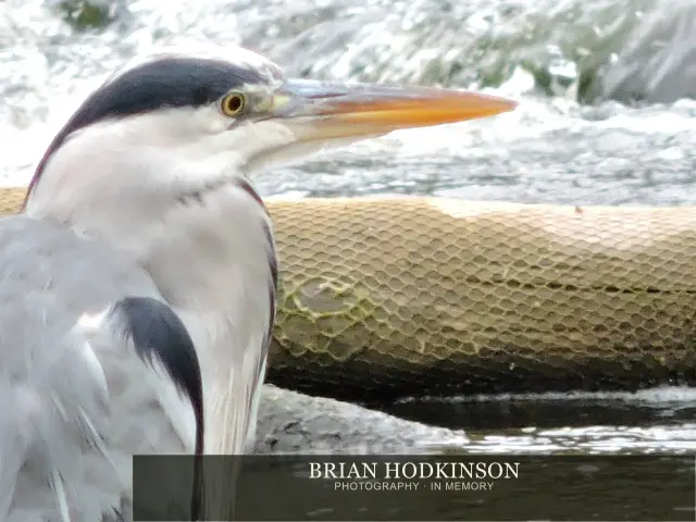 Photograph from Birds of 2014