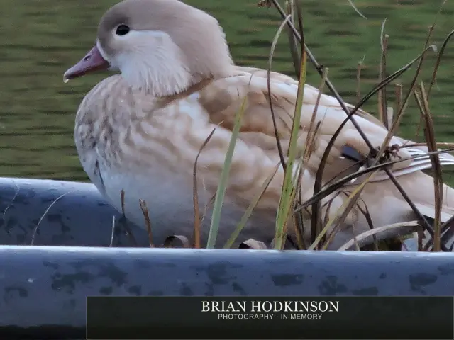 Photograph from Birds of 2014