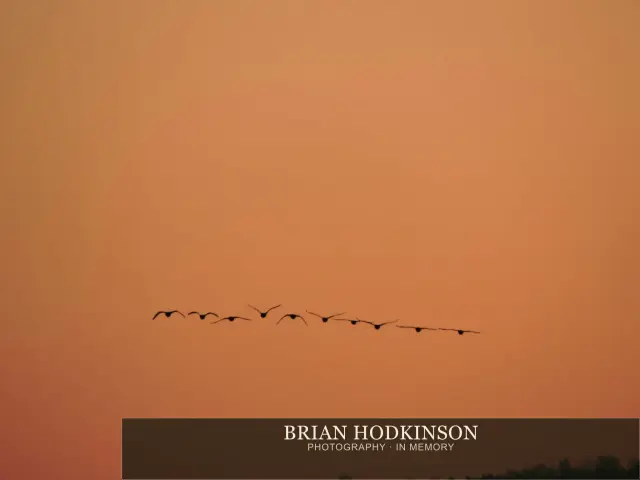 Photograph from Birds of 2014