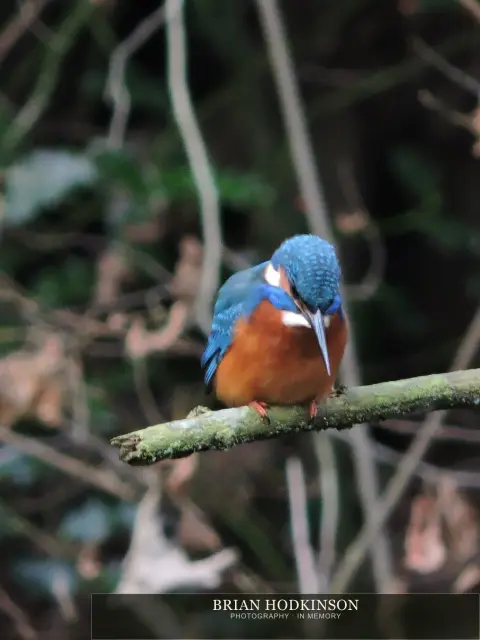 Photograph from Birds of 2014