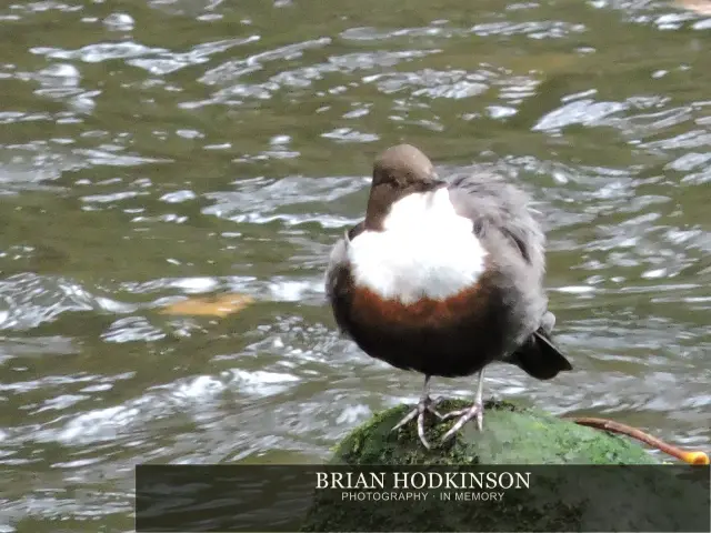 Photograph from Birds of 2014