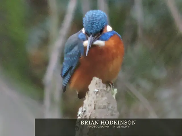 Photograph from Birds of 2014