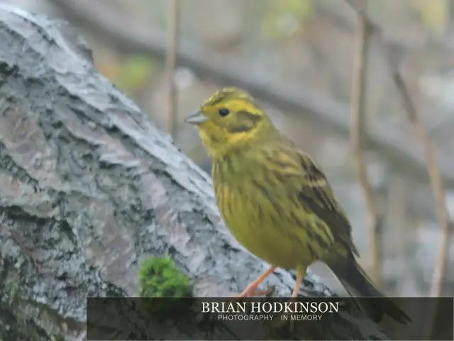 Photograph from Birds of 2014
