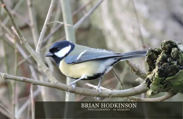 Photograph from Birds of 2014