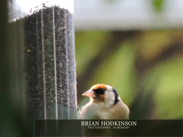 Photograph from Birds of 2014