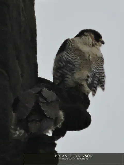 Photograph from Birds of 2014
