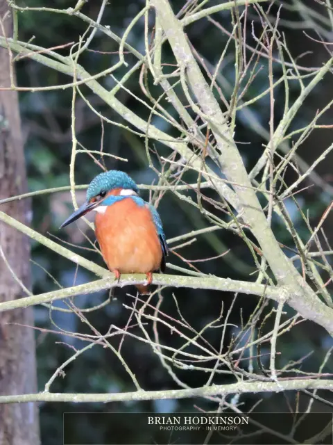 Photograph from Birds of 2014