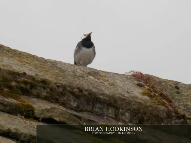 Photograph from Birds of 2014