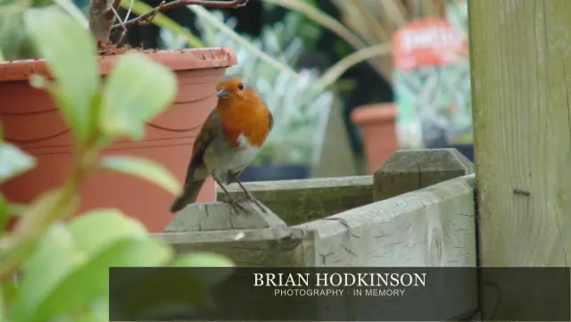 Photograph from Birds of 2014