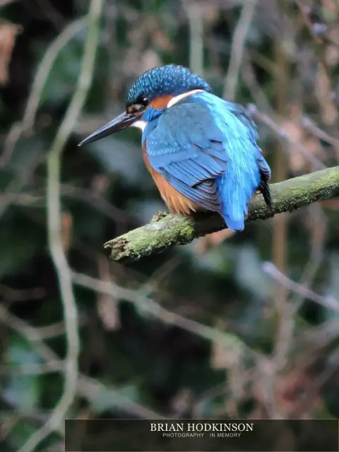 Photograph from Birds of 2014
