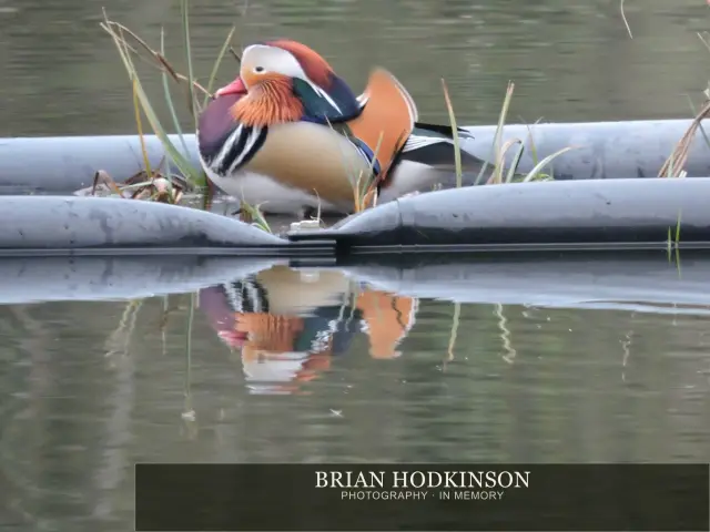 Photograph from Birds of 2014