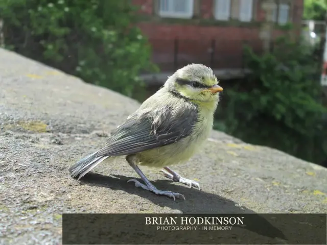 Photograph from Birds of 2014