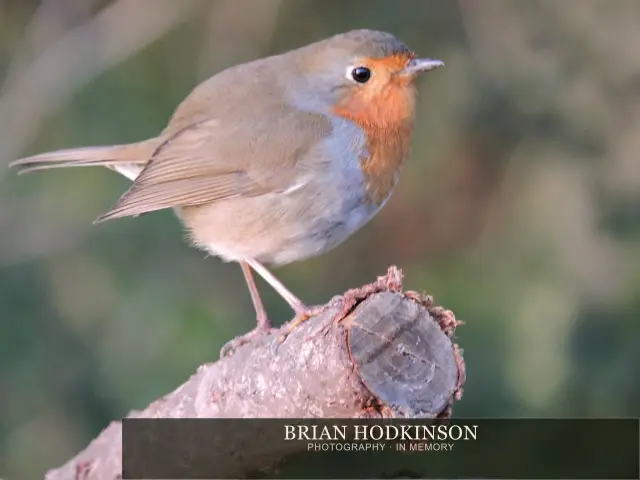 Photograph from Birds of 2014