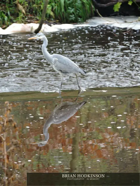 Photograph from Birds of 2014