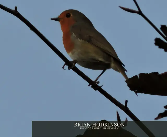 Photograph from Birds of 2014