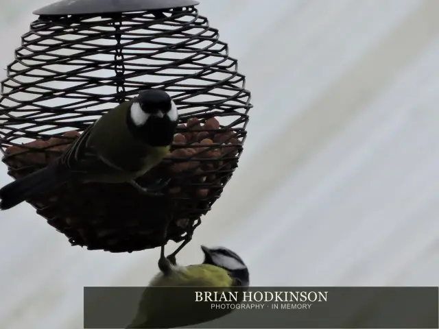 Photograph from Birds of 2014