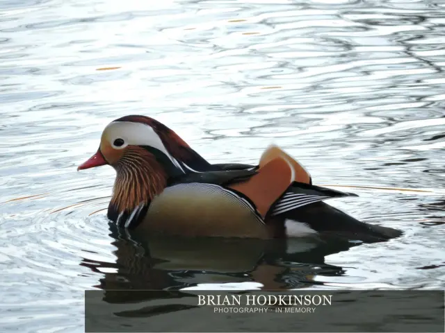 Photograph from Birds of 2014