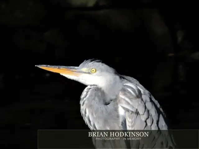 Photograph from Birds of 2014