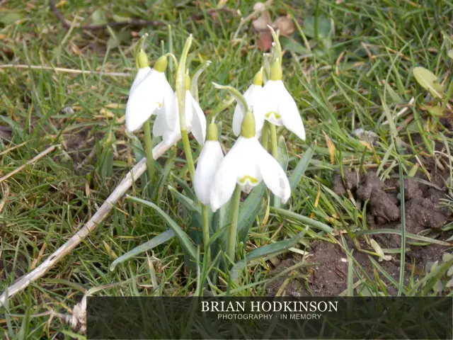 Photograph from Bradfield Highs and Lows!, early spring morning, possibly followe