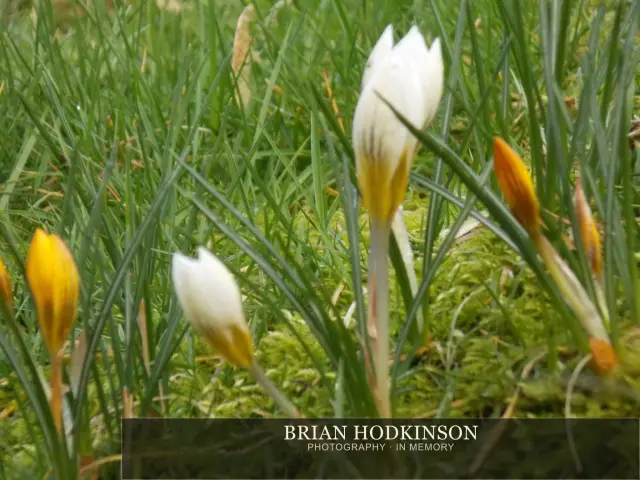 Photograph from Bradfield Highs and Lows!, early spring morning, possibly followe