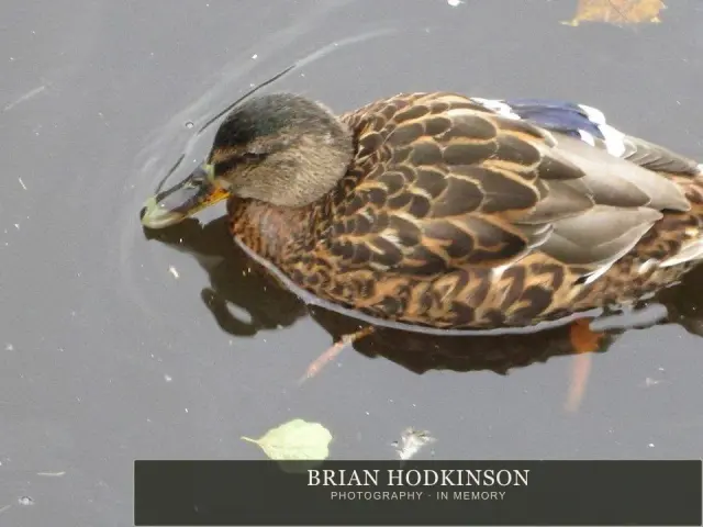 Photograph from the Animals of 2013