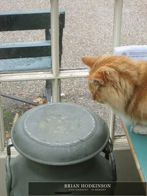 Photograph from the Animals of 2013