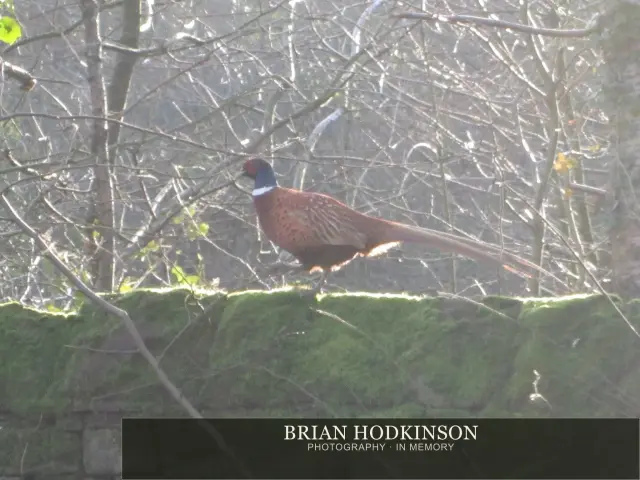 Photograph from the Animals of 2013