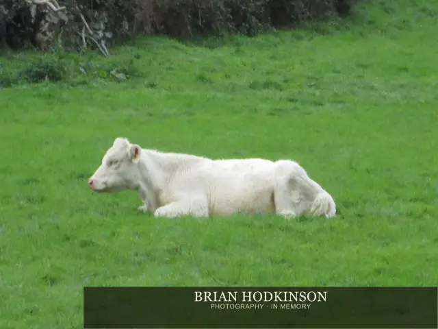 Photograph from the Animals of 2013