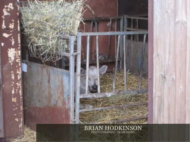 Photograph from the Animals of 2013