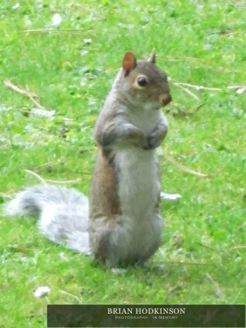 Photograph from the Animals of 2013