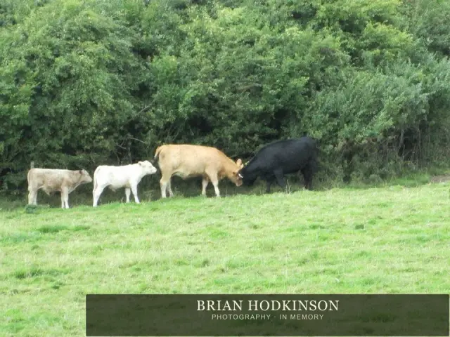 Photograph from the Animals of 2013