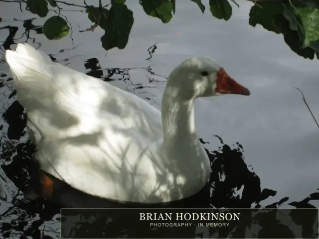 Photograph from the Animals of 2013