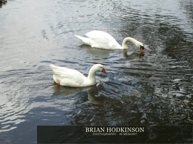 Photograph from the Animals of 2013