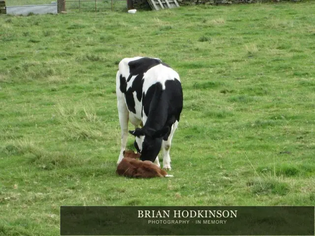 Photograph from the Animals of 2013