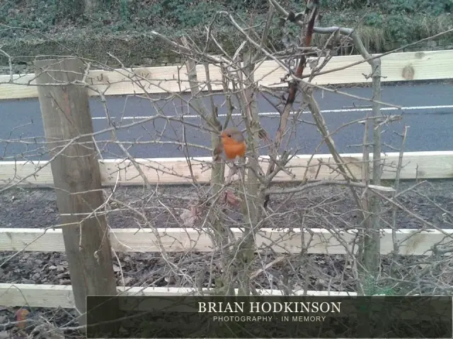 Photograph from the Animals of 2013