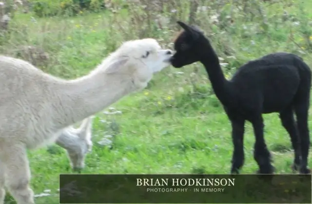 Photograph from the Animals of 2013