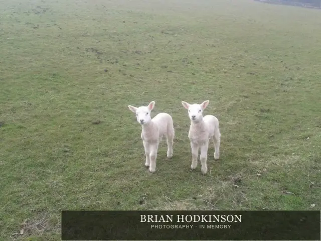 Photograph from the Animals of 2013