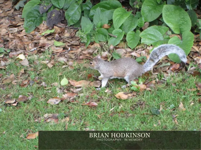 Photograph from the Animals of 2013