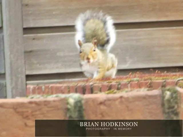 Photograph from the Animals of 2013